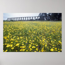 yellow Roman aqueduct, Vila do Conde flowers Poster