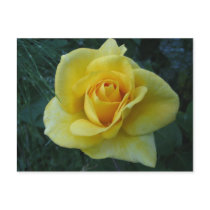 Yellow Rose2 postcards