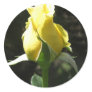 Yellow Rose 1