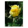 Yellow Rose 2