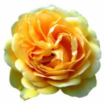 Yellow Rose Bloom Photo Sculpture