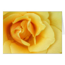 Yellow Rose Blossom Greeting Card