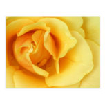 Yellow Rose Blossom Postcard