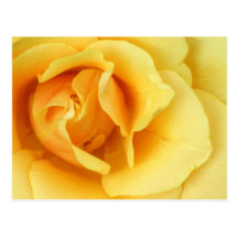 Yellow Rose Blossom Postcard