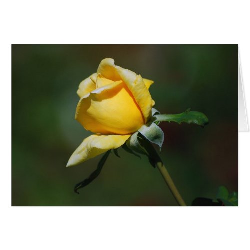 Yellow Rose Bud Card card