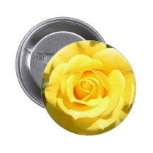 Yellow Rose Buttons