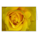 Yellow Rose cards by bpmcwill Yellow Rose cards