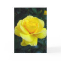 Yellow rose - Card card
