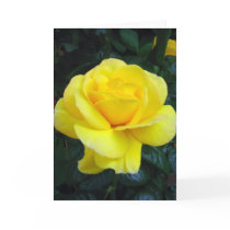 Yellow rose - Card by cycreation Yellow rose - Card