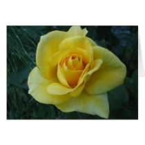 Yellow Rose cards