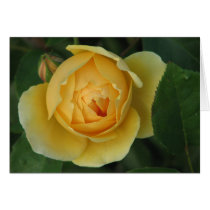 Yellow rose cards