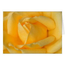Yellow Rose Card