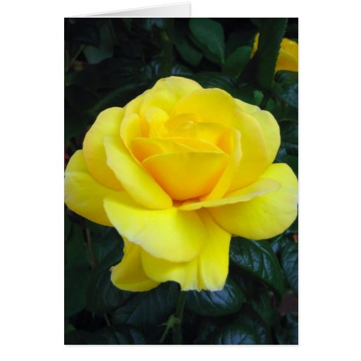 Yellow rose - Card