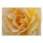 Yellow Rose Card