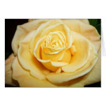Yellow Rose cards