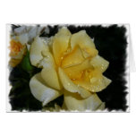 Yellow Rose Cards
