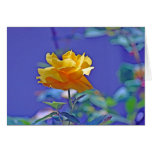 Yellow Rose Cards