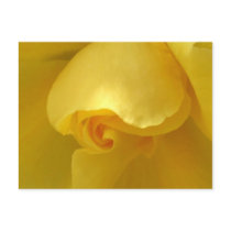 Yellow Rose Closeup Postcard