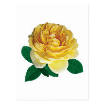 Yellow Rose Closeup Postcard
