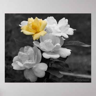 black and white photography roses. Yellow Rose Cluster Black And