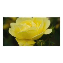 Yellow Rose DSC1876 Photo Card