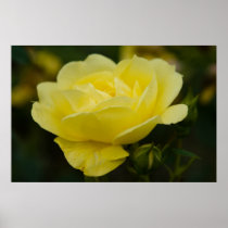 Yellow Rose DSC1876 Print