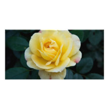 Yellow Rose DSC3676 Photo Card Template