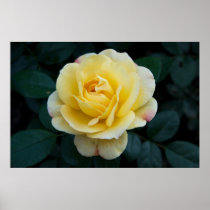 Yellow Rose DSC3676 Poster