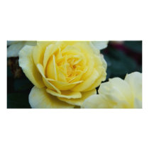 Yellow Rose DSC3677 Photo Card Template