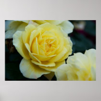 Yellow Rose DSC3677 Poster