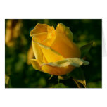 Yellow Rose Floral 2 Cards