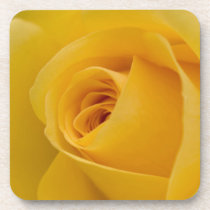 Yellow Rose Flower Beverage Coasters
