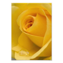 Yellow Rose Flower