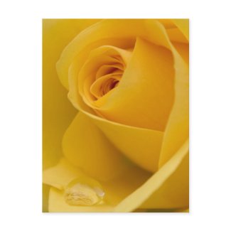Yellow Rose Flower
