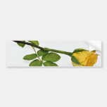 Yellow rose  flowers bumper sticker