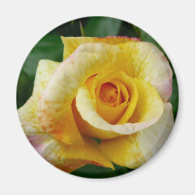 Yellow Rose Fridge Magnets