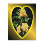 Yellow rose glow, post card