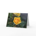 Yellow Rose Greeting Card by potpourri Yellow Rose Greeting Card