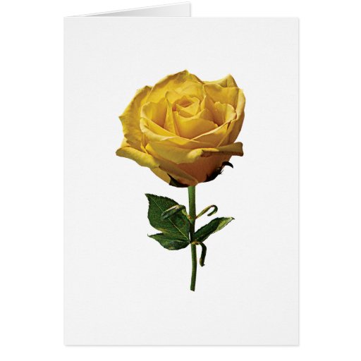 Yellow Rose Greeting Cards