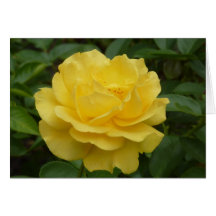 Yellow rose greeting cards