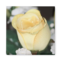 Yellow Rose magnets