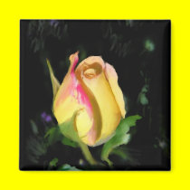 Yellow rose - magnet
