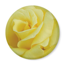 Yellow Rose magnets