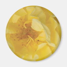 Yellow rose magnet