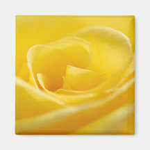 Yellow Rose Magnet