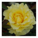 Yellow Rose Of Joy Poster posters