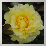 Yellow Rose Of Joy Poster