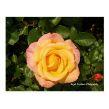 Yellow rose of Lake Junaluska Postcard