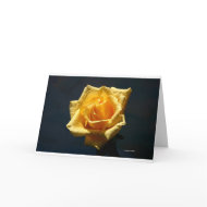 Yellow Rose on a dark background card
