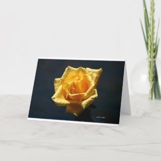Yellow Rose on a dark background card